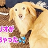 ダックスのリオが太った！犬のダイエット