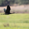 2019年9月12日の鳥撮り-リスボン