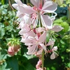 今咲いている可愛い草花たち