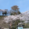 鶴岡市「大山公園の桜まつり」。