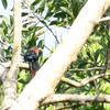 チャムネバンケンモドキ(Chestnut-breasted Malkoha)