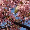 河津桜とメジロ