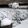 マンリョウに積もる雪