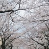 武蔵野市役所付近_桜（東京都武蔵野市）