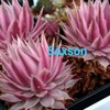 センペルビウム・あれこれ 9             Sempervivum etcetra