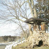 Sacred rope “Shimenawa” for zelkova tree living over a thousand years (made in Idegawa, Odate city)