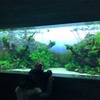 すみだ水族館に行ったら、自然の母艦が垣間見えた話