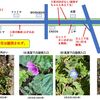 春の草花はいつ咲き始めるか？