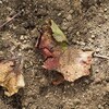 土に還っていく・・・ブドウの落葉を見つつ思う