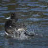 近所の公園に鳥を見に行った（２０２１　１０２４）その２。