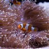 クラウンアネモネフィッシュ Amphiprion percula