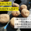 【畑日記🥔】初めて(？)のじゃがいも栽培～植え付け～