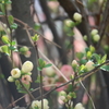 金網越しの木瓜（ぼけ）の花。