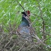 鳥撮散歩　馬入ふれあい公園の干潟ではシギチに会えず