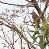 キバナシマセゲラ Golden-fronted Woodpecker