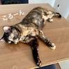 わがやの癒しキャットたち♪