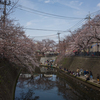 2019.3.31大岡川プロムナード開花情報②