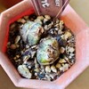 🌵多肉植物  初めての塊根植物マクラータ他🌵