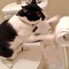 猫画像～高速トイレットペーパーまわし！