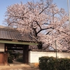 知る人ぞ知る「泉光寺」の桜が満開