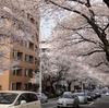 【東京】中野の街桜。