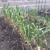 ニンニクの芽掻き‥　～Thin out Garlic sprouts