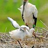 黒い風切り羽も生えたよ　コウノトリのヒナすくすく（兵庫県）