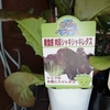 夏野菜を植付　小さくてお高い苗たち