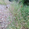 Cyperus sanguinolentus　カワラスガナ