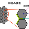 肺胞タンパク症のＣＴ画像でメロンの皮様となる理由