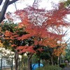 近隣公園を紅葉見物と散策！！