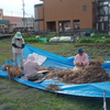 大豆の脱穀作業たけなわ