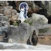 東武動物公園のフンボルトペンギン、グレープくん、さようなら