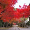 今年の紅葉＠岩国／紅葉谷公園・吉香公園