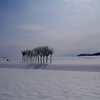 雪原のハザ木