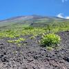 富士山　宝永火口や5合目周辺の植物たち