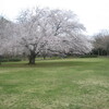 四月の風－三日見ぬ間の桜