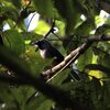 Black-faced Monarch　カオグロカササギビタキ