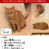 迷子になった猫が帰ってくるまでの全記録