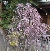 大宮公園　2026年2月