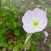 お花がたくさん咲きました🌸