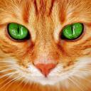 ケモフリ🐾私のブックレビュー