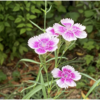 今年も静かに花させて 03