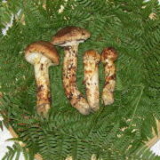 バカマツタケとマツタケの違いとは どこで買えるの 通販は可能 うわのそら事件簿 バカマツタケとマツタケの違いとは どこで買えるの 通販は可能 うわのそら事件簿