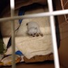 ていねいな暮らし（あこがれます）