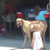 大きな犬とお散歩！小さな女の子と犬動画