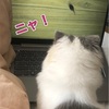 猫用動画