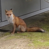 不可思議な動物「キツネ」