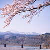 桜と「ひだ」：富山の桜2022