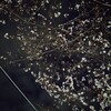 サクラサクラ
